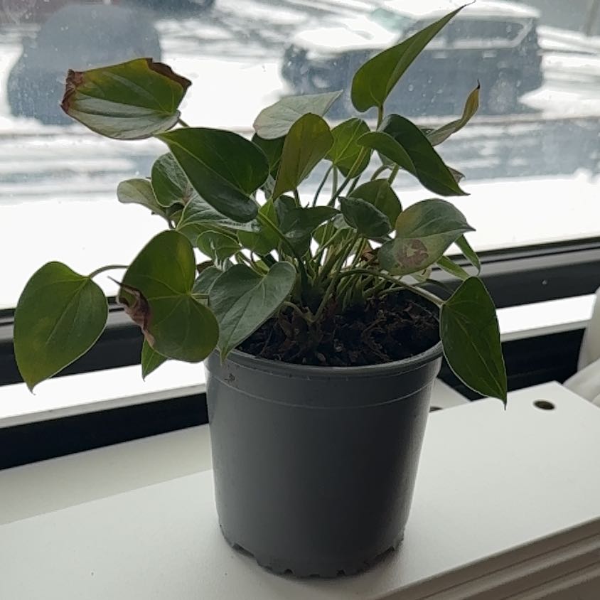 Photo of the plant species Painters Pallete black beuaty by @YesOkra71 named Orwell on Greg, the plant care app
