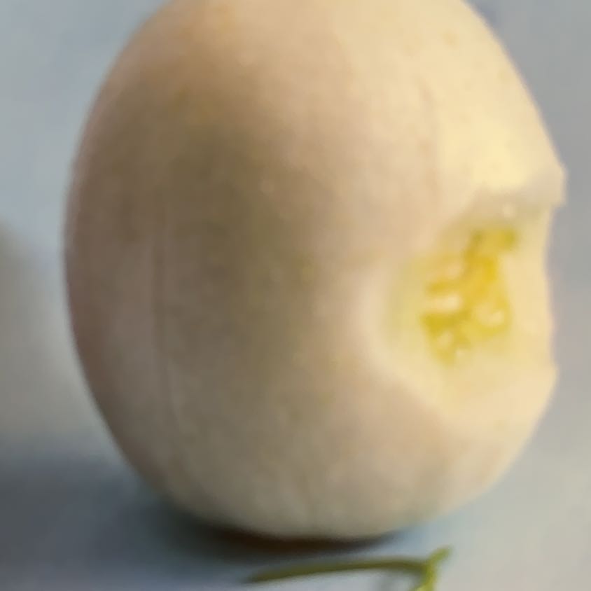 Photo of the plant species Crystal Apple Cucumber by @ElatedMugwort15 named Marley on Greg, the plant care app