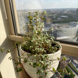 Baby's Tears plant in Chicago, Illinois