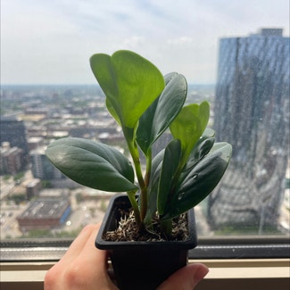 Baby Rubber Plant plant in East Lansing, Michigan