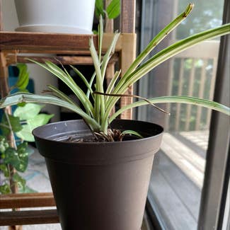 Spider Plant plant in East Lansing, Michigan