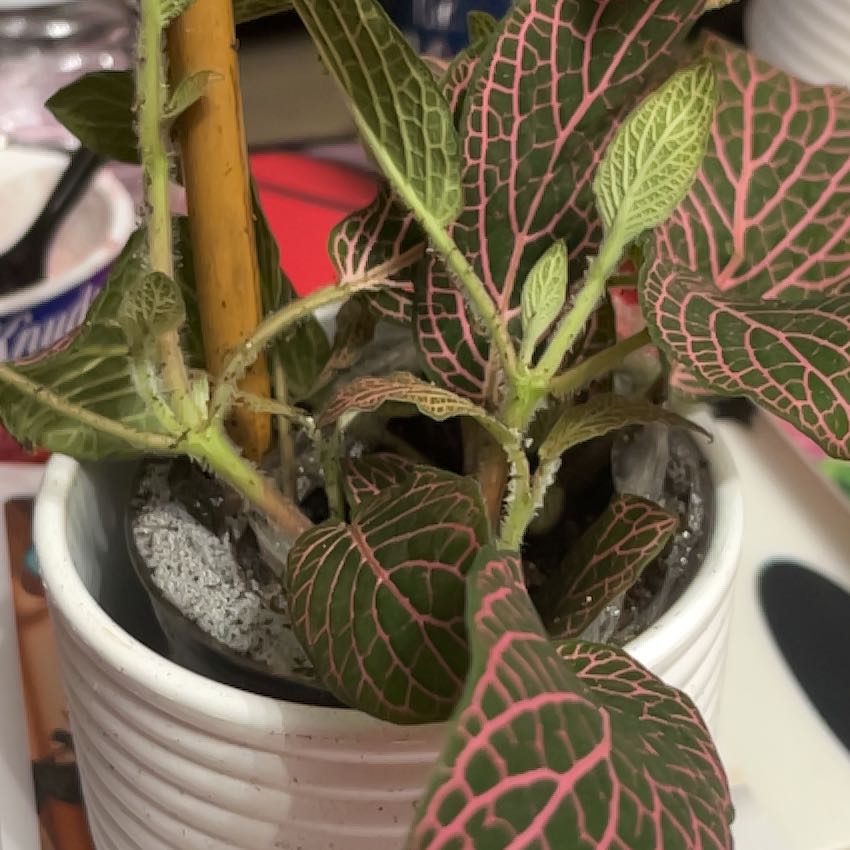 Photo of the plant species Juanita Nerve Plant by @LordEggplant93 named Treeyoncé on Greg, the plant care app