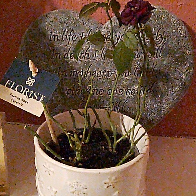 Photo of the plant species Tea Rose by @GenuineMango5 named Scarlett on Greg, the plant care app