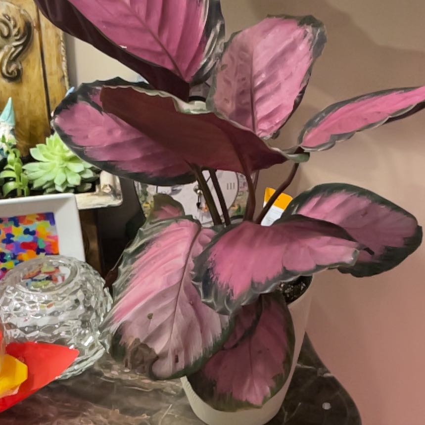 Photo of the plant species Calathea Purple Rose by @JennyJens26 named Prince on Greg, the plant care app