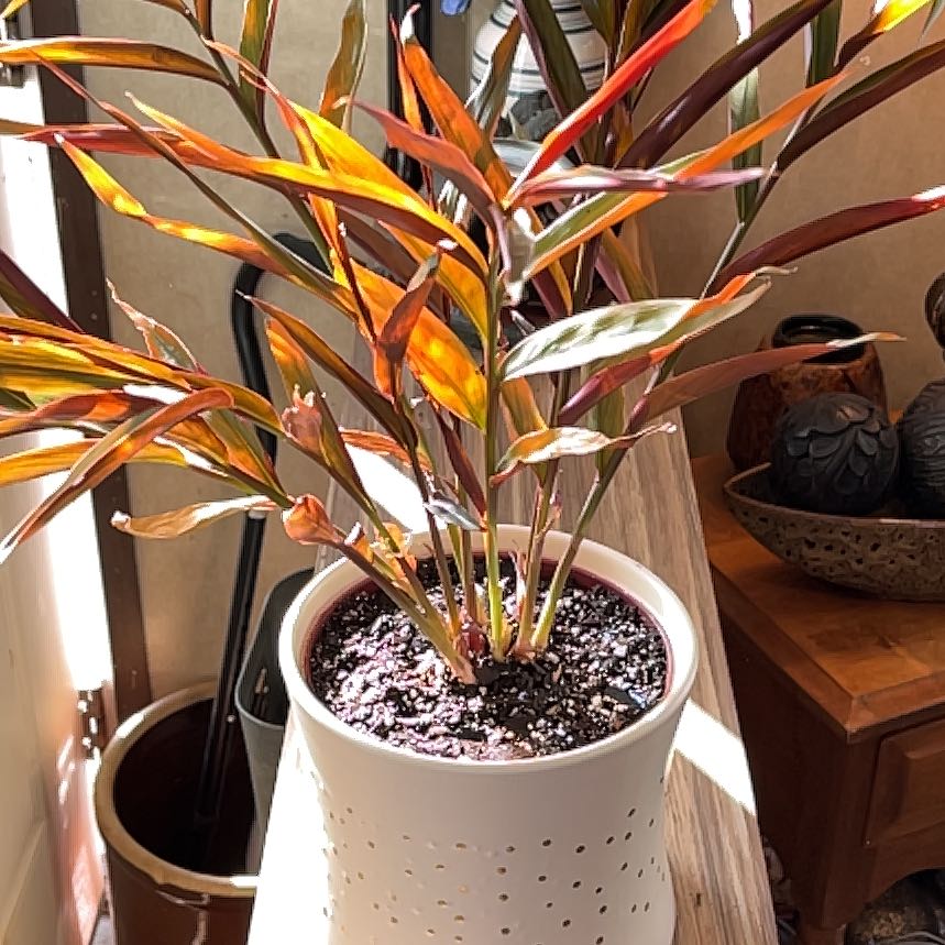 Photo of the plant species Red Bamboo by @JennyJens26 named Winston on Greg, the plant care app