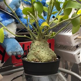 Photo of the plant species Ant plant by @JennyJens26 named Jabba da hut on Greg, the plant care app