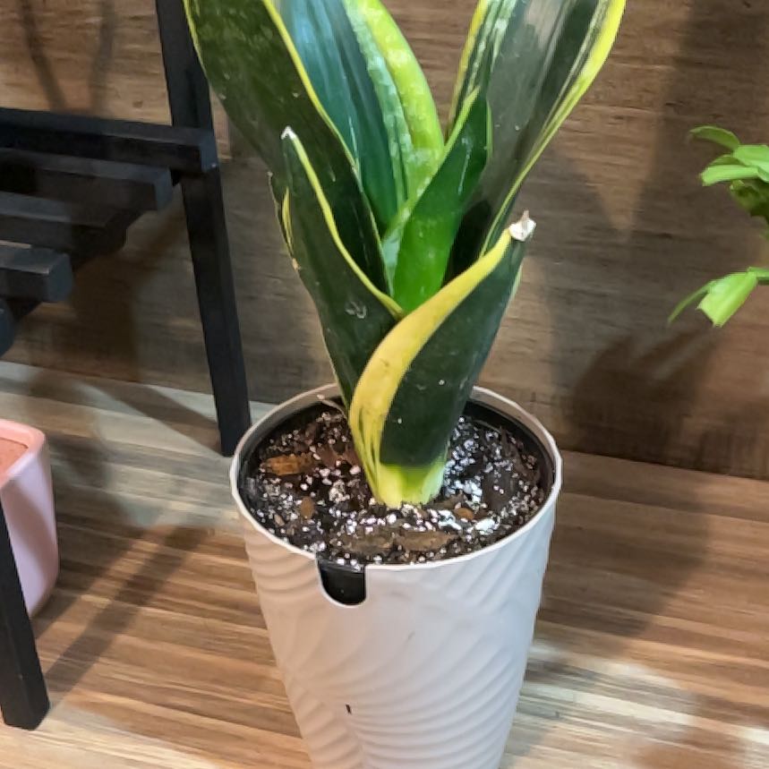 Photo of the plant species Futura Superba Snake Plant by @JennyJens26 named Stiffler’s Mom on Greg, the plant care app