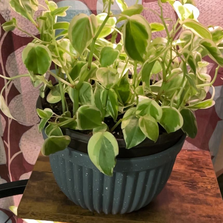 Photo of the plant species Variegated Peperomia Scandens by @JennyJens26 named Donatella on Greg, the plant care app