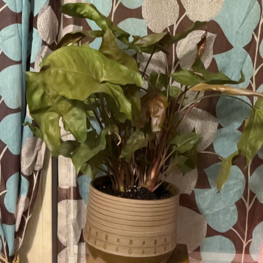 Photo of the plant species Syngonium Pink Allision by @JennyJens26 named Clarice on Greg, the plant care app