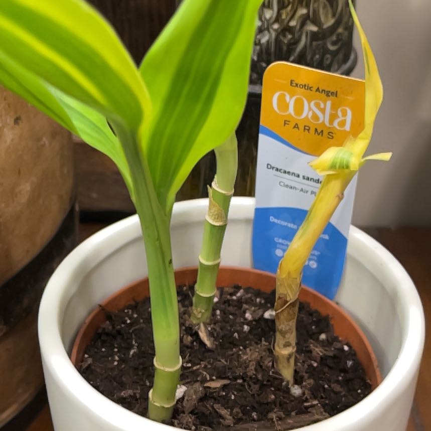 Photo of the plant species Lucky Golden Bamboo by @JennyJens26 named Paxton on Greg, the plant care app