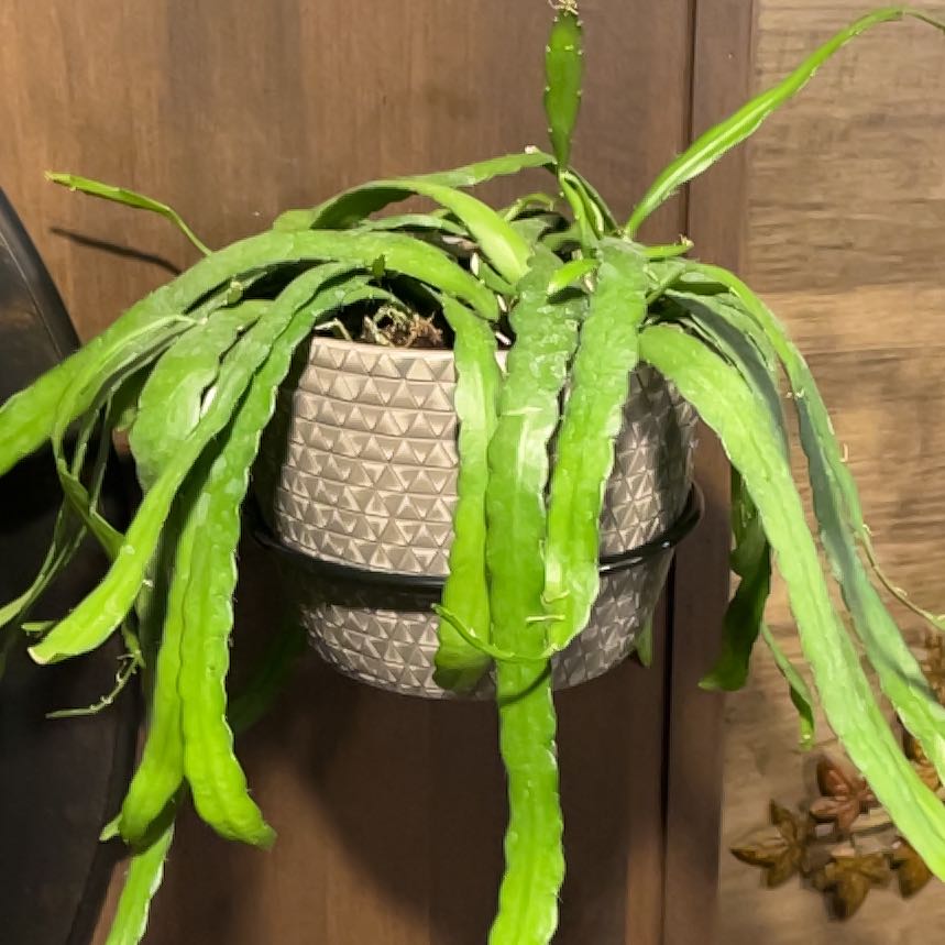 Photo of the plant species Lepismium cruciforme by @JennyJens26 named Katrina on Greg, the plant care app