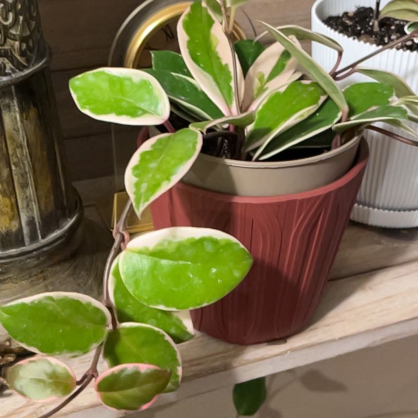 Photo of the plant species Hoya 'Shining Sea Star' by @JennyJens26 named Patricia on Greg, the plant care app