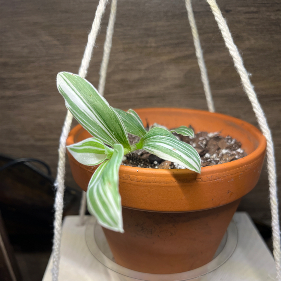 Photo of the plant species Tradescantia Albovittata by @JennyJens26 named Joey Monster on Greg, the plant care app