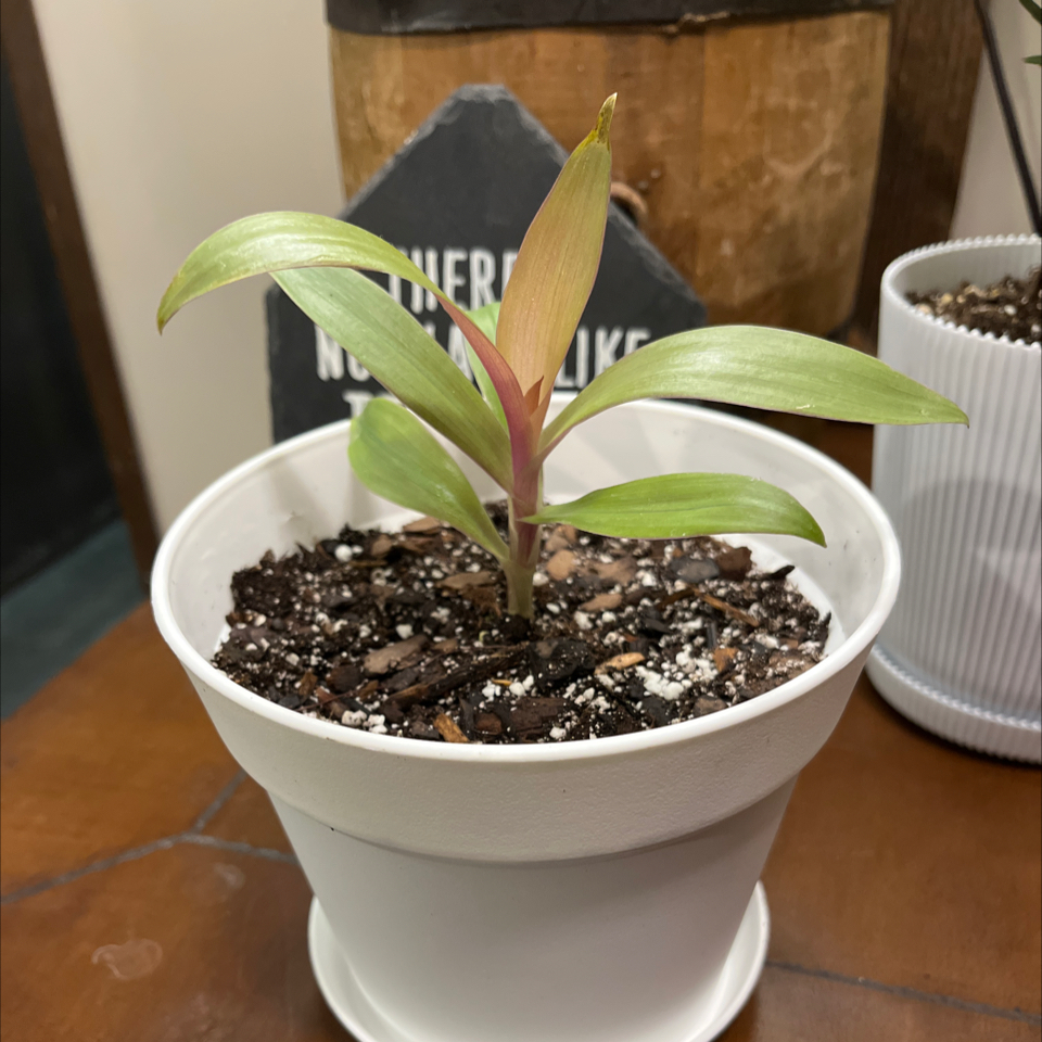 Photo of the plant species Tradescantia spathacea 'Amber Waves' by @JennyJens26 named Amber on Greg, the plant care app