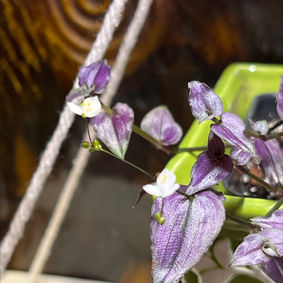 Photo of the plant species purple bridal veil by @JennyJens26 named Lady-Gaga on Greg, the plant care app