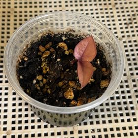 Photo of the plant species Variegated Raven ZZ Plant by @2ManyPlants named Red Variegated ZZ on Greg, the plant care app