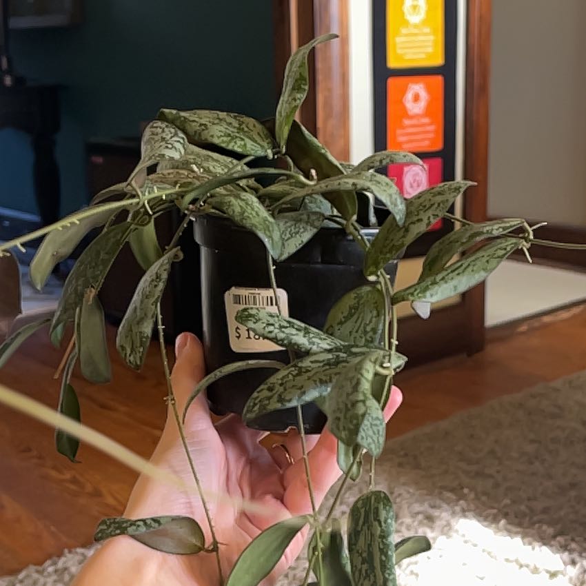 Photo of the plant species hoya sigillatis by @2ManyPlants named Sigillatus on Greg, the plant care app