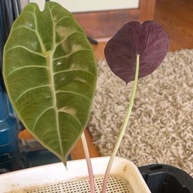 Photo of the plant species Alocasia Suhirmaniana by @2ManyPlants named Suhirmaniana on Greg, the plant care app