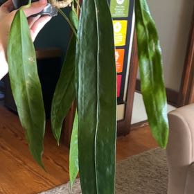 Photo of the plant species Anthurium Wendlingeri by @2ManyPlants named Wendlingeri on Greg, the plant care app