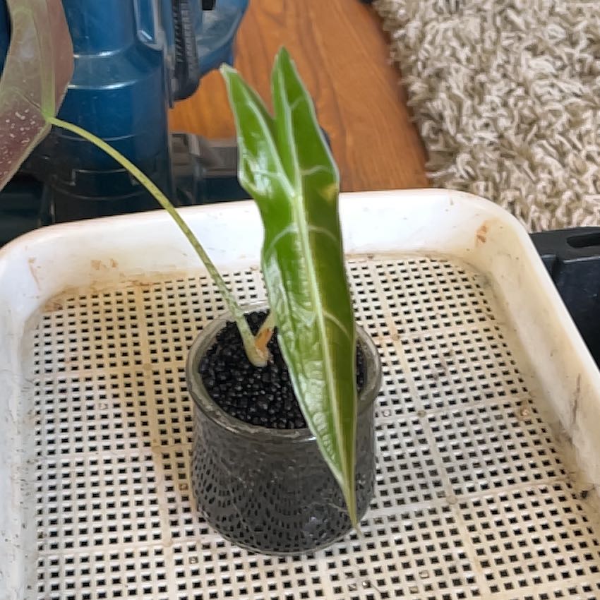 Photo of the plant species Alocasia longiloba purple by @2ManyPlants named Purple Longiloba on Greg, the plant care app