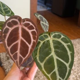 Photo of the plant species Anthurium Doc Block F2 by @2ManyPlants named Doc Block on Greg, the plant care app