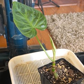 Photo of the plant species Philodendron Splendid by @2ManyPlants named Verrucosum on Greg, the plant care app