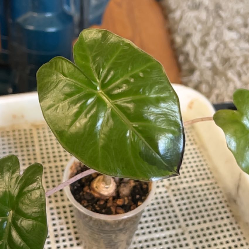 Alocasia Yucatan Princess Variegata Care 101: Water, Light