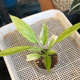 Photo of the plant species Anthurium Vittariifolium Variegated by @2ManyPlants named Vittariifolium Variegated on Greg, the plant care app