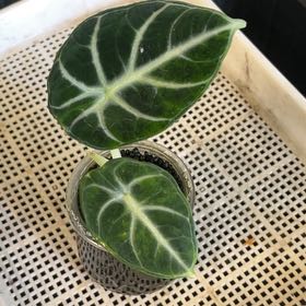 Photo of the plant species Alocasia Ninja Aurea by @2ManyPlants named Ninja Aurea on Greg, the plant care app