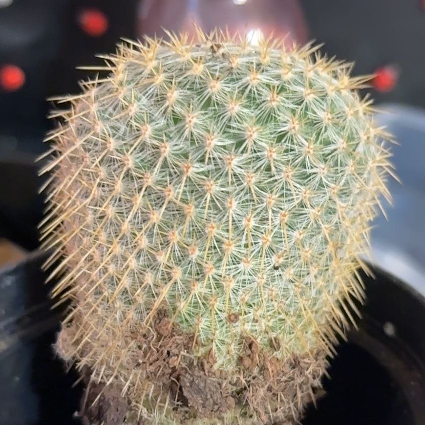 Photo of the plant species Golden Pincushion Cactus by @LuckyCentro32 named Frankie on Greg, the plant care app