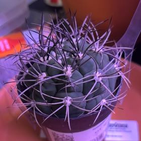 Photo of the plant species Giant Chin Cactus by @LuckyCentro32 named Scarlett on Greg, the plant care app