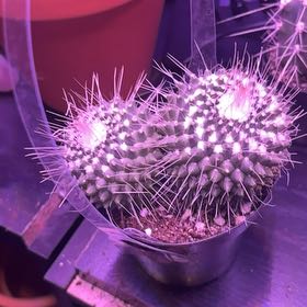 Photo of the plant species Mammillaria 'Un Pico' Cristata by @LuckyCentro32 named Winston on Greg, the plant care app