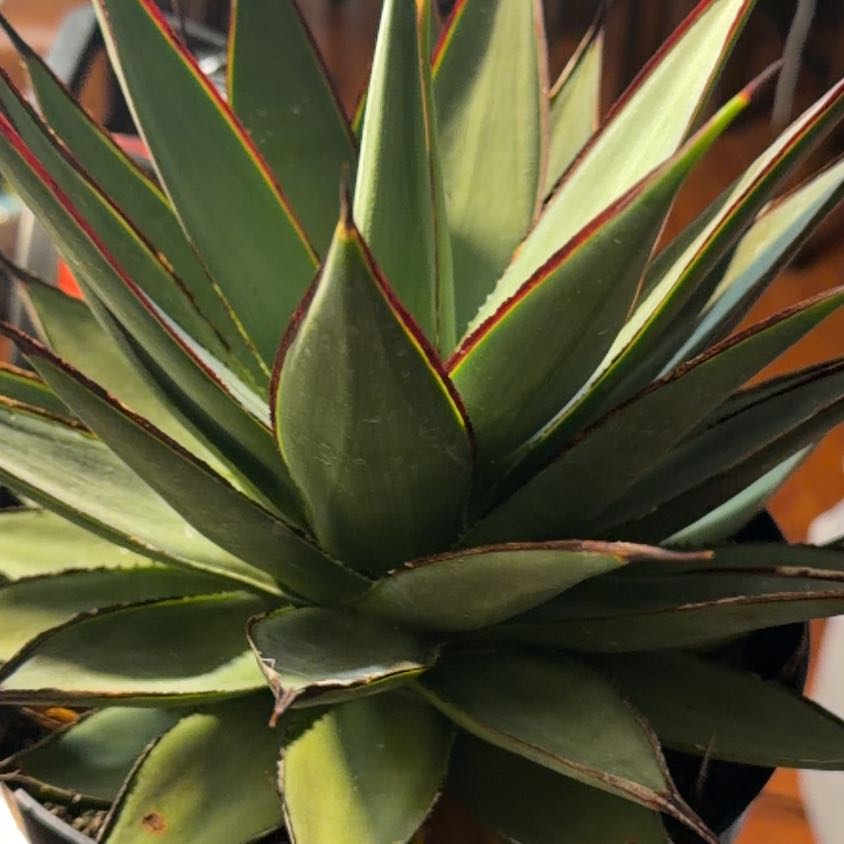 Photo of the plant species Blue Agave by @ModelAgboy9 named Kobe on Greg, the plant care app