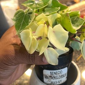 Photo of the plant species Variegated Wax Ivy by @CityGalPlants named Ethel on Greg, the plant care app