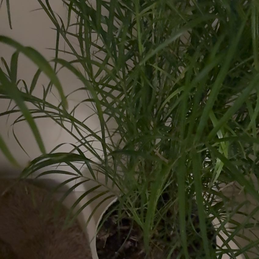 Photo of the plant species Florida Arrowroot by @AgreeableKale96 named Messi on Greg, the plant care app