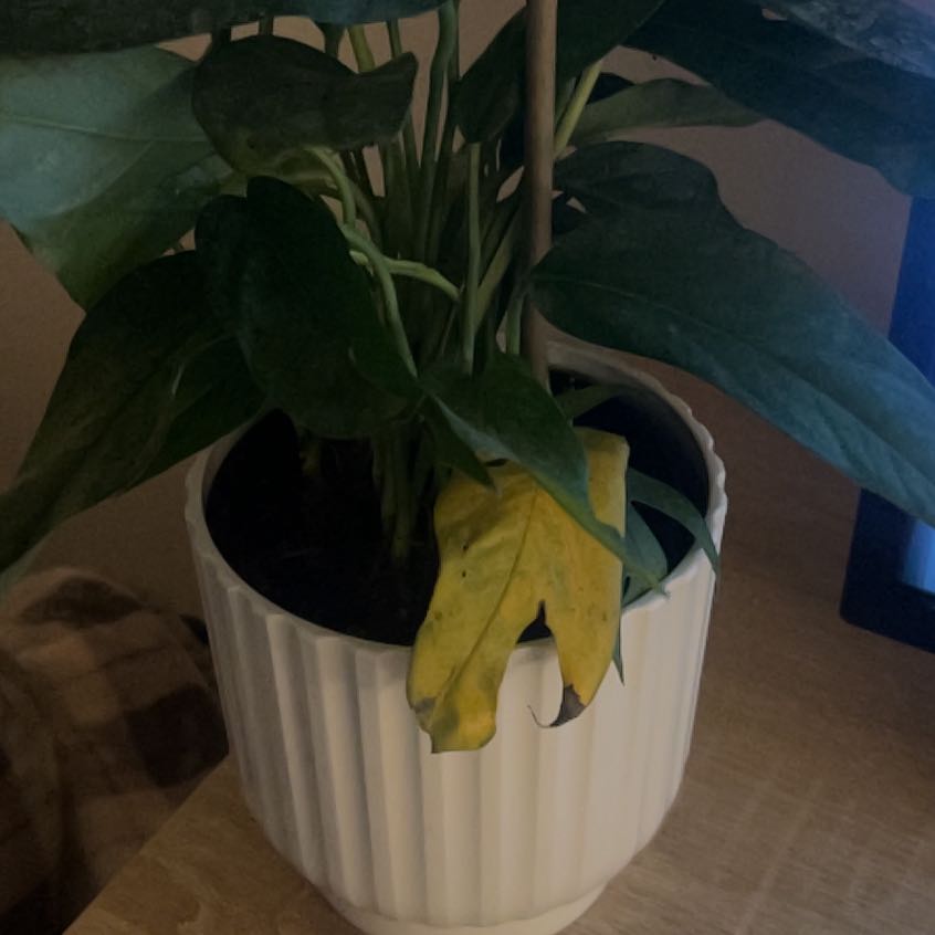 Photo of the plant species baltic blue pothos by @FineSwampbay33 named Baesil on Greg, the plant care app