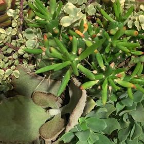 Photo of the plant species Disphyma by @WiseCowpea87 named Elina on Greg, the plant care app