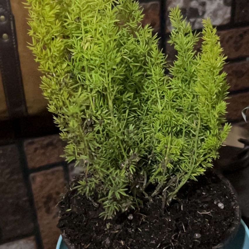Photo of the plant species Variegated Foxtail Fern by @PurelyAsarina named Wall-E on Greg, the plant care app