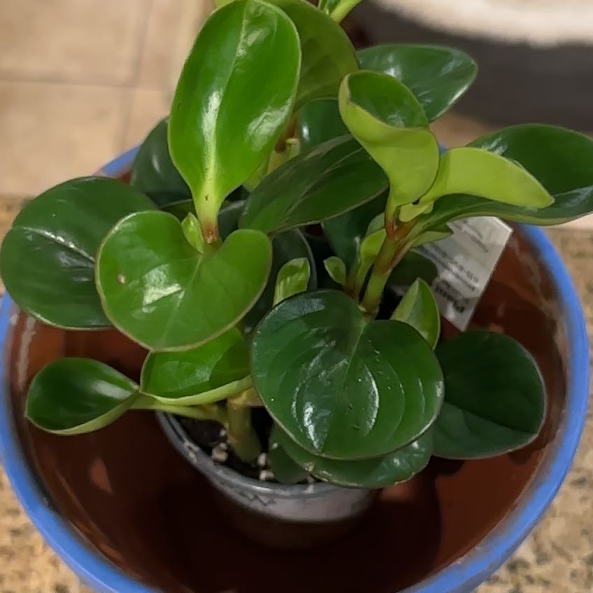 Photo of the plant species 'Salt N' Pepper' by @JuicySourwood35 named Scarlett on Greg, the plant care app