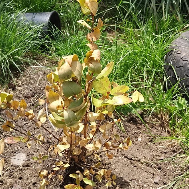 Photo of the plant species King Protea by @MarkedWormseed5 named Apollo on Greg, the plant care app