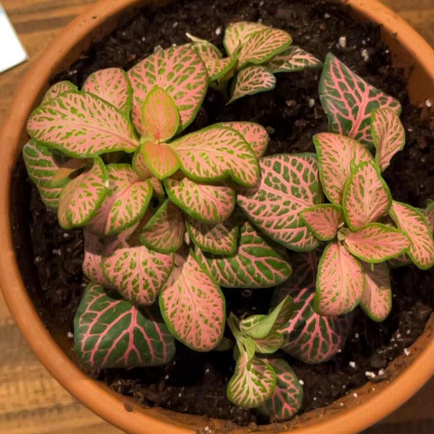 Photo of the plant species Ruby Lime by @YummyKaro89 named Orlando Bloom on Greg, the plant care app