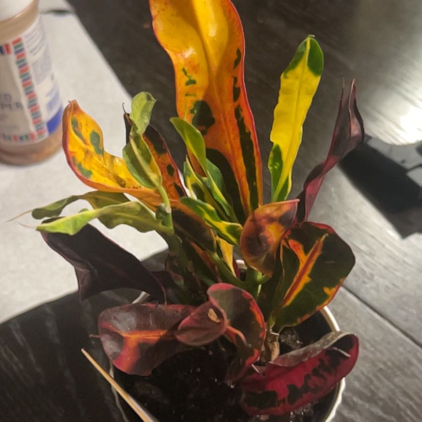 Photo of the plant species Exotic Angel Plant by @SurpriseApple31 named Fuego on Greg, the plant care app