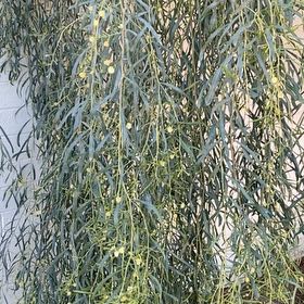 Photo of the plant species Weeping Willow by @PrizeOkra33 named Kesha on Greg, the plant care app