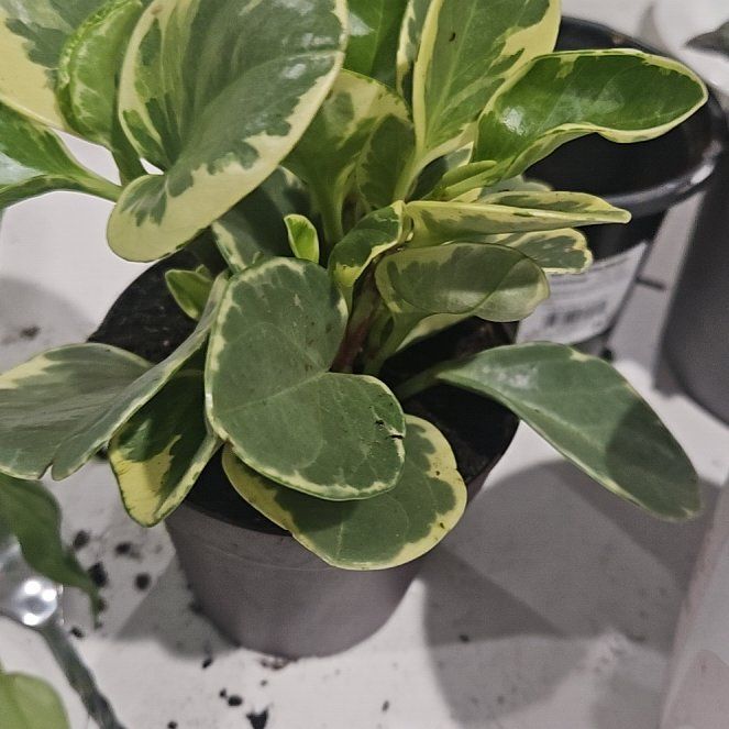 Photo of the plant species green peperomia by @YernQuenepa14 named Madonna on Greg, the plant care app