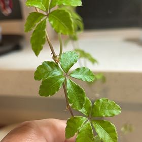 Photo of the plant species Verona Vein by @SanguineTawa11 named Navajo on Greg, the plant care app