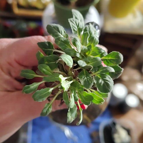 Photo of the plant species Prostrate Pigweed by @VipKowhai83 named Mando on Greg, the plant care app