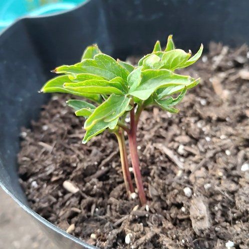 Photo of the plant species Chinese Peony by @VipKowhai83 named Coco on Greg, the plant care app