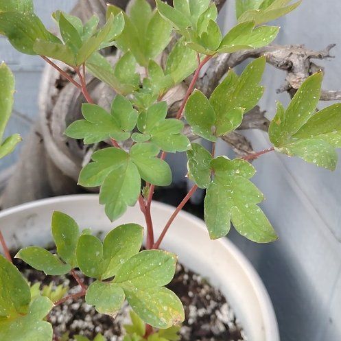 Photo of the plant species Asian Bleeding-Heart by @VipKowhai83 named Bodhi on Greg, the plant care app