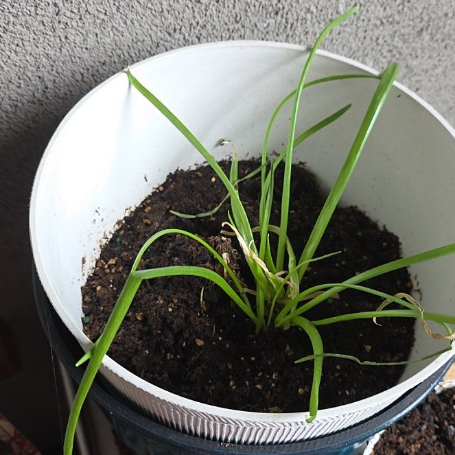 Photo of the plant species Yellow Onion by @HotOleaster2 named Luna on Greg, the plant care app