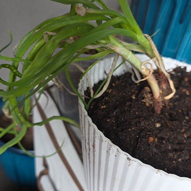 Photo of the plant species Red Onion by @HotOleaster2 named LiloStitch on Greg, the plant care app